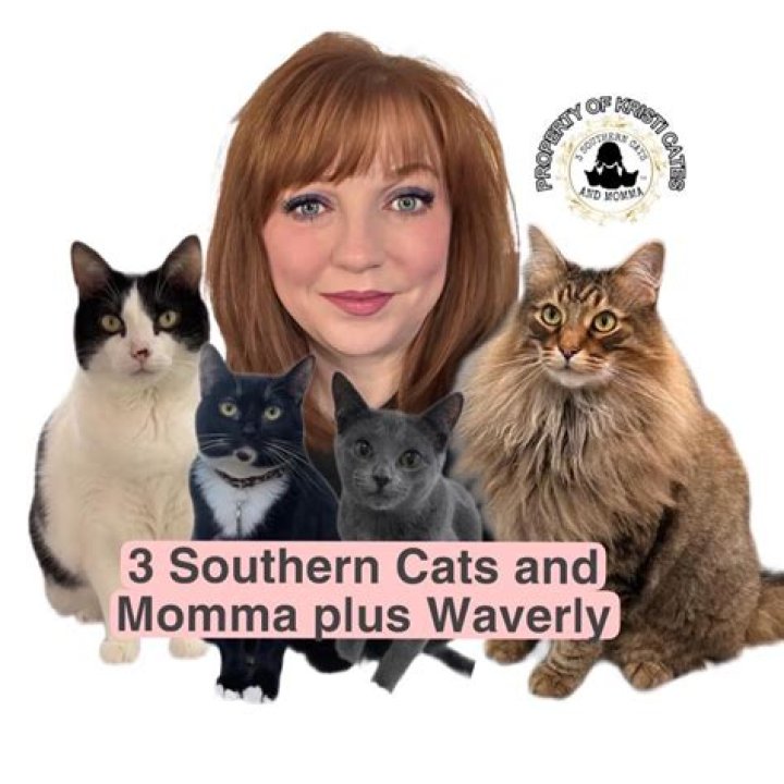 3 Southern Cats and Momma: A Heartwarming Tale of Feline Companionship
