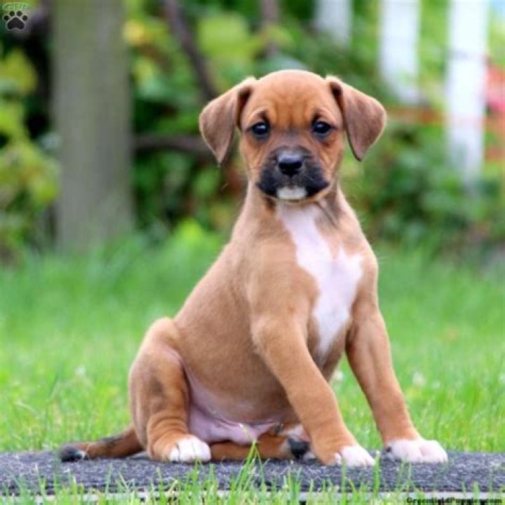 Adorable Boxer Frenchie Mix Puppies!