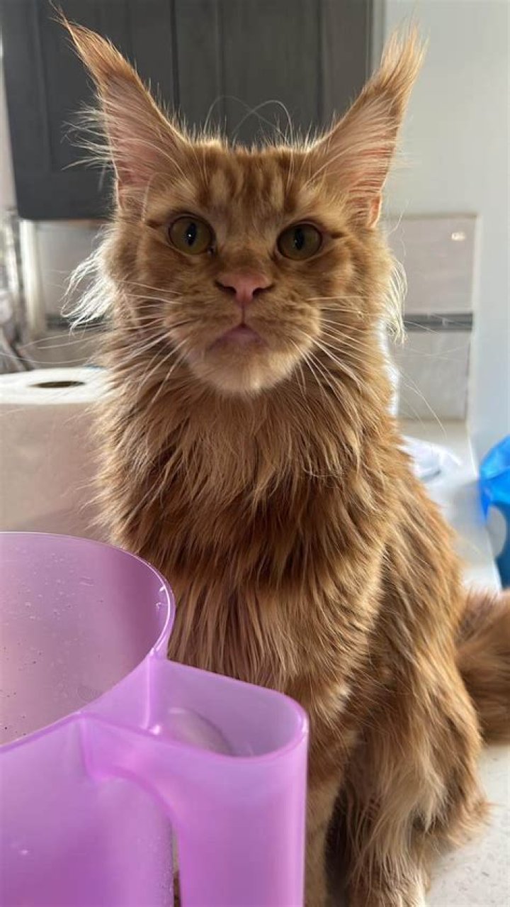 All About Brown Kittens: The Adorable Feline Companions