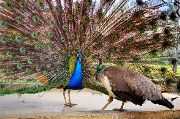 All About Peacock Females: The Unseen Beauty of the Peafowl