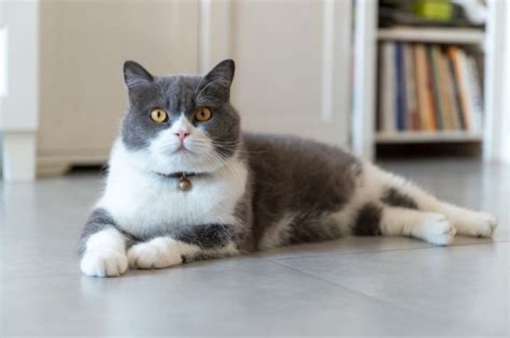Charming Grey and White Cat Names for Your Feline Friend