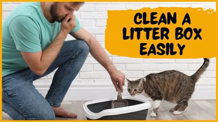 Comprehensive EasyLitter Review: The Ultimate Cat Litter Solution