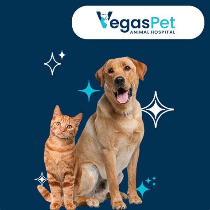 Discover the Haven for Vegas Pet Lovers: Your Ultimate Guide