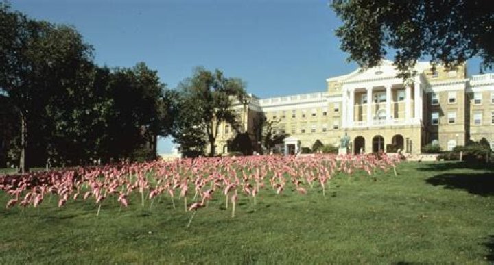 Discovering the Pink Flamingos of Port Washington, Wisconsin
