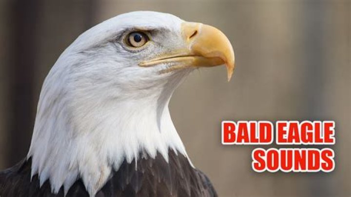 Eagle Sounds: Understanding the Calls of the Majestic Bird