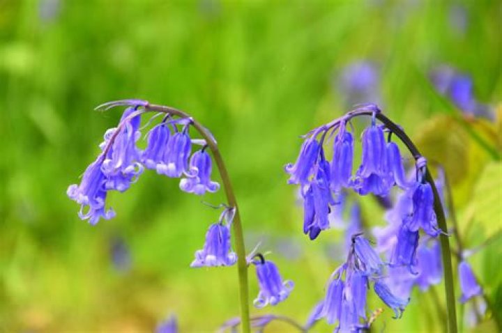 Embracing Nature's Palette: The Allure of Blue Bells, Sunflowers, and Antlers