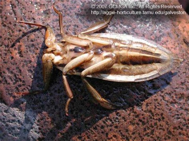 Exploring the Fascinating World of Bolivian Water Bug