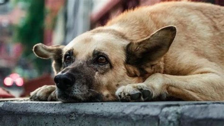 Exploring the Fascinating World of Imskirby Dog Videos