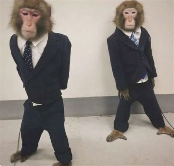 Funny Monkey Meme: The Evolution of Internet Humor