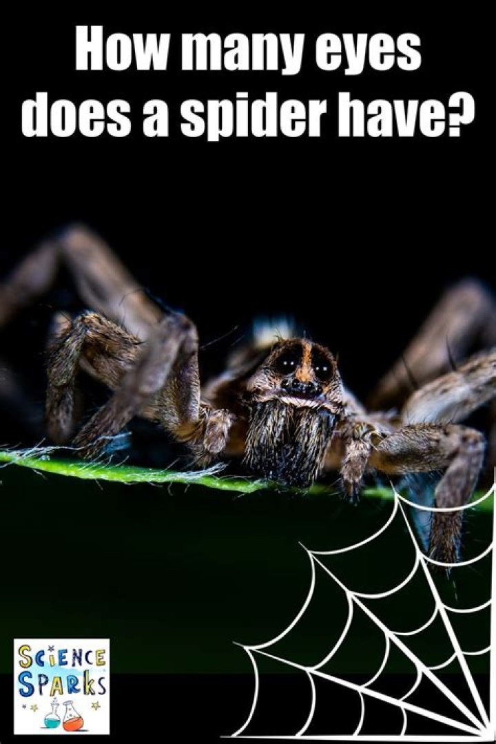 How Many Eyes Does a Spider Have? Discovering the Fascinating World of Arachnids