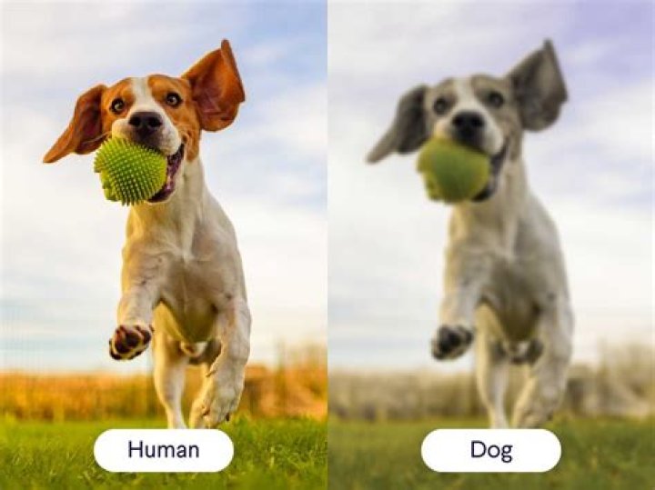Illuminating the Mystery: Why Do Dogs Have Glare in Their Eyes on Camera?