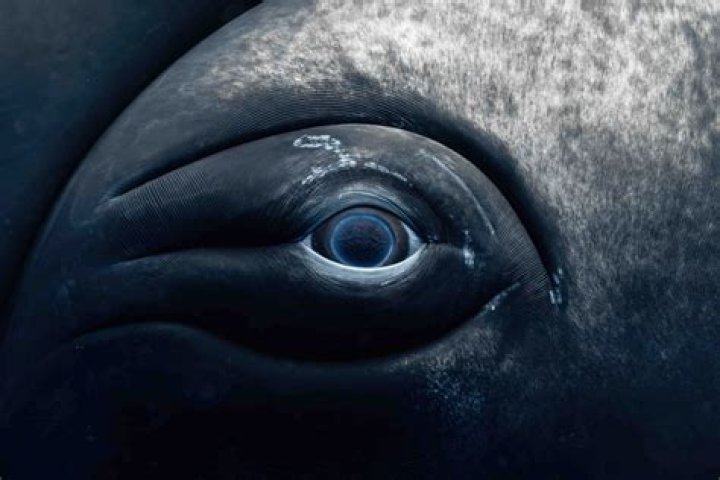Killer Whale Eyes: Fascinating Features and Insights