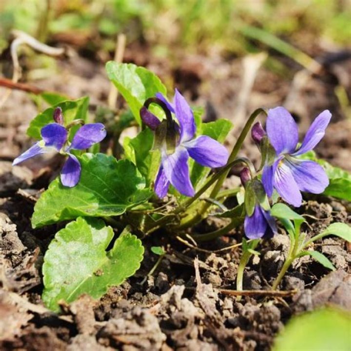 Mayseeds: The Ultimate Guide to Understanding and Utilizing Mayseeds for Your Health