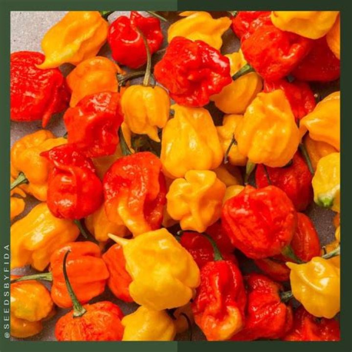 Pepper X Seeds: The Hottest New Pepper Variety You Need to Know