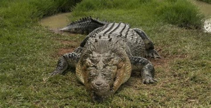Saltwater Crocs in Florida: Understanding Their Habitat and Behavior