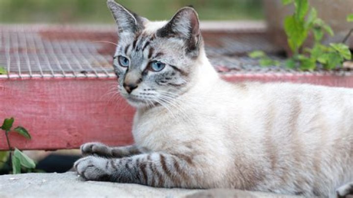 Siamese and Tabby Mix: Understanding the Unique Characteristics of This Adorable Hybrid