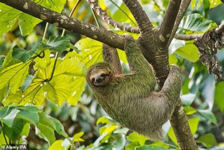 Sloth Fever: Understanding the Fascination with These Adorable Creatures
