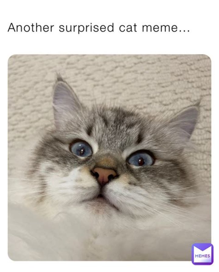 Surprised Cat Meme: The Internet's Favorite Feline Phenomenon
