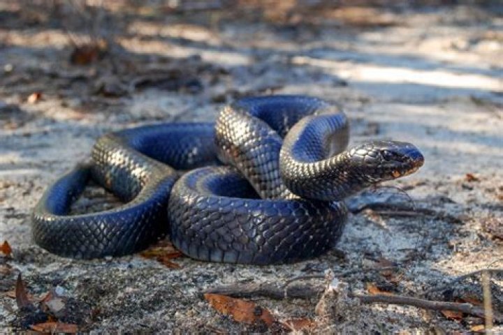 The Fascinating World of the Eastern Indigo Snake