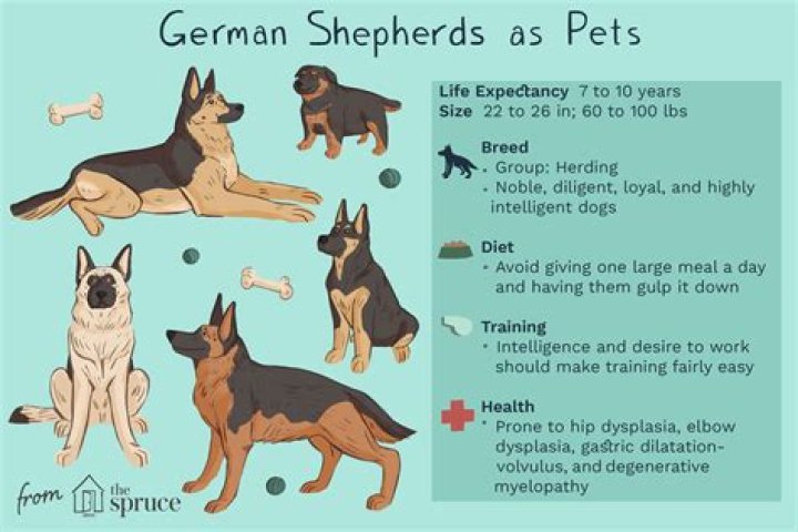 The Majestic Asian Shepherd: A Comprehensive Guide