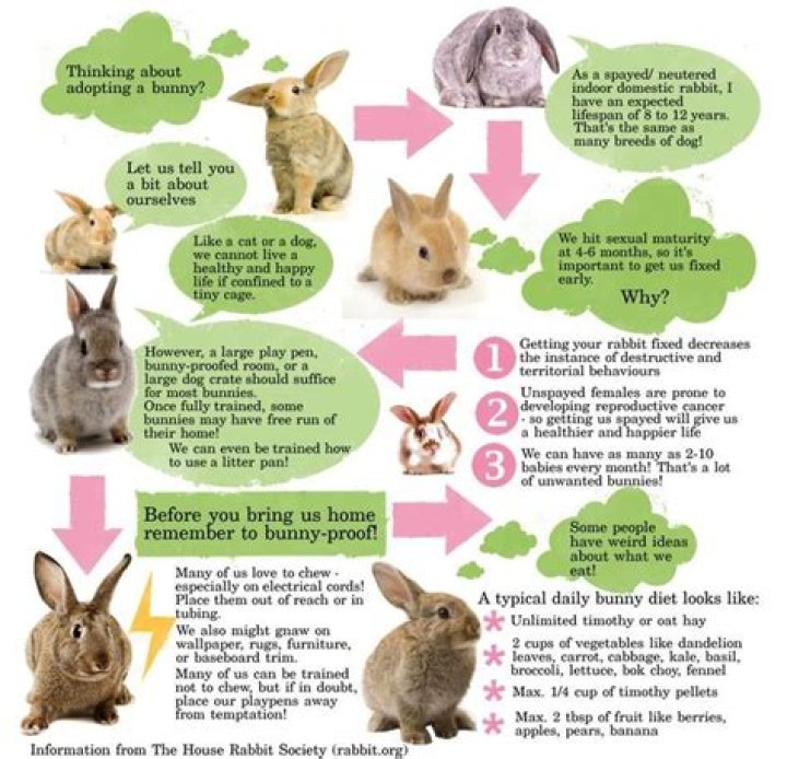 Ultimate Guide to Bunny Care: Everything You Need to Know