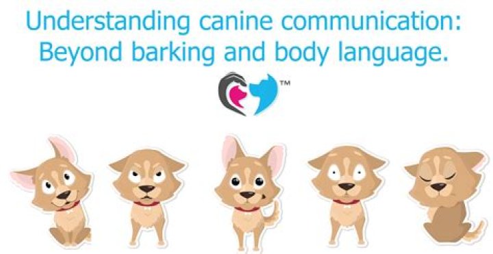 Understanding Canine Communication: Why Do Dogs Put Their Paw on You?