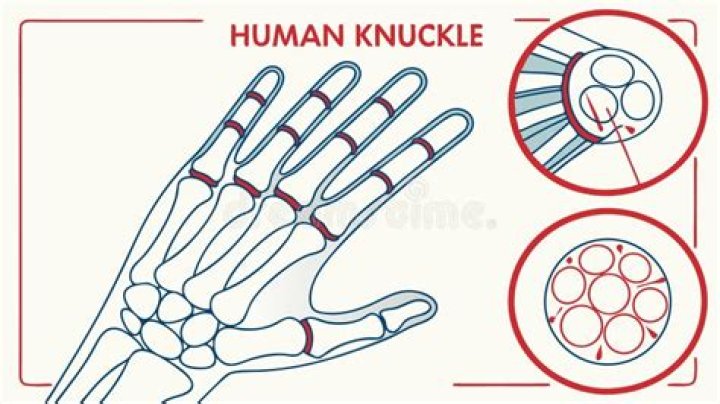 Understanding Human Knuckles: Anatomy, Function, and Facts
