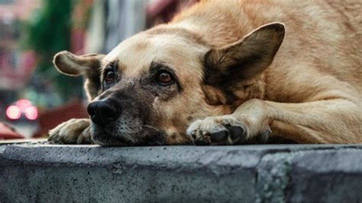 Understanding the Imskirby Incident: A Dog's Tale of Loyalty and Survival