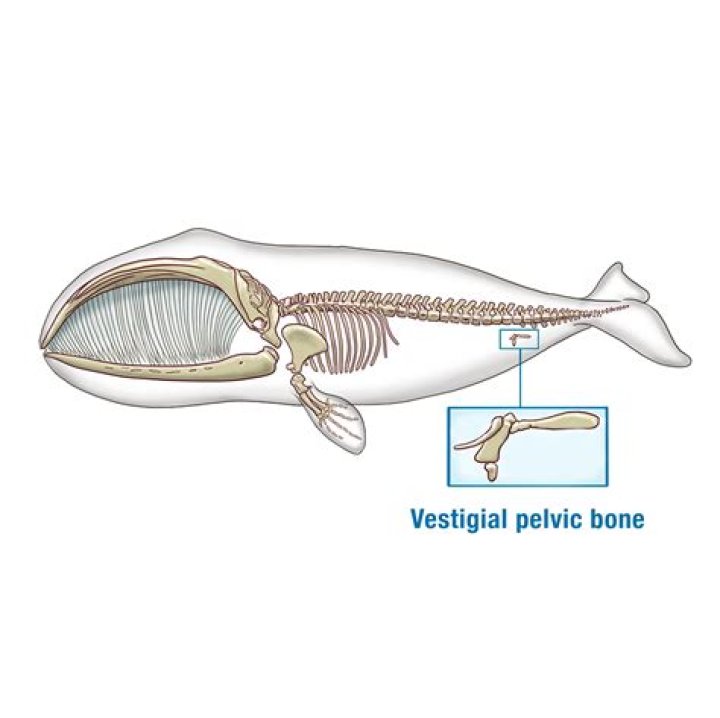 Understanding the Vestigial Organ Build in First Descendant: A Comprehensive Guide