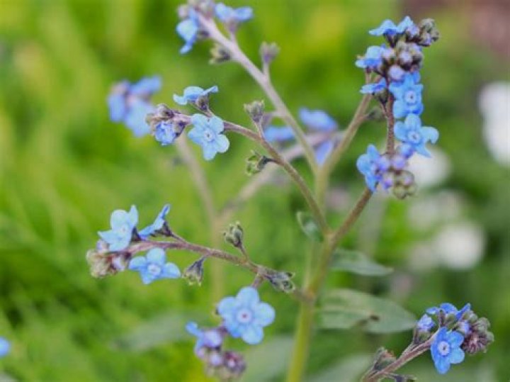 Unraveling the Melodic Mystery: What Song Samples Forget Me Nots