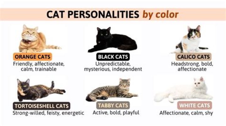 Unveiling the Enigma: The Unique Personality Traits of Black Cats