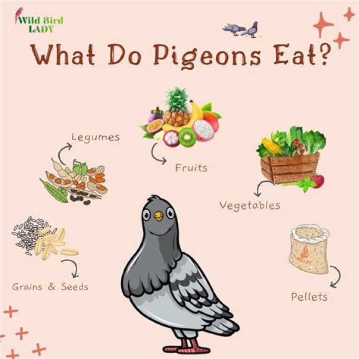 What Do Pigeons Eat? A Comprehensive Guide to Their Diet